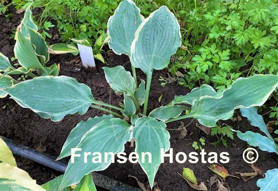 Hosta Country River Rapids